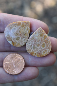 Fossilized Coral Custom Earrings
